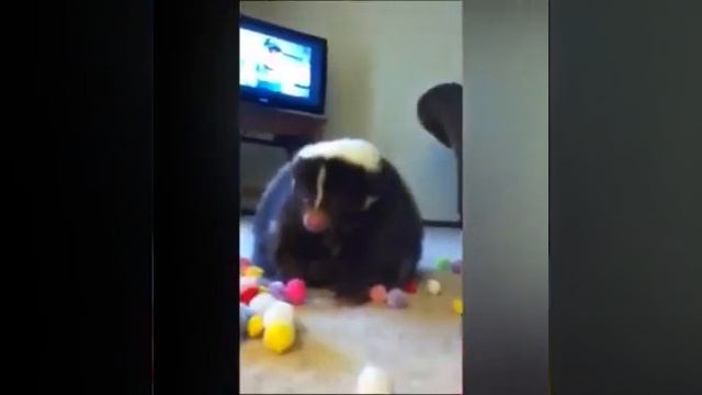 Видео от МЯУтаверс  как метавселенная но с котами