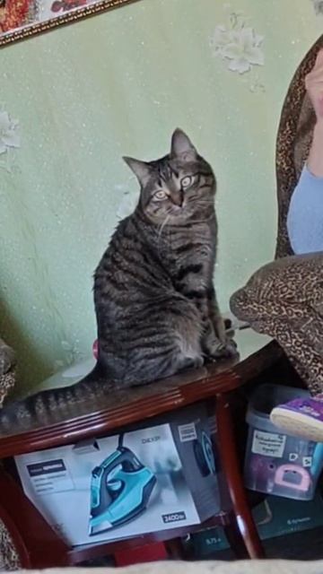 Настина мама и Коты