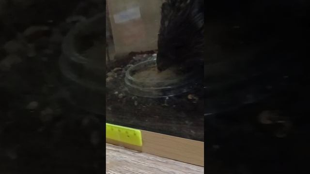 Колючий гурман: трапеза ежика»