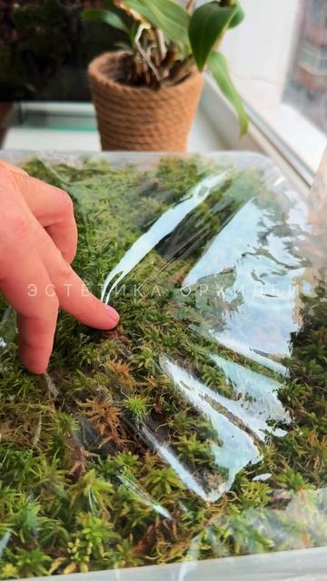 Запасы мха на зиму 🌱 полные полянки мха, как в лесу