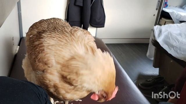 Цыпа едет в Сочи отдыхать