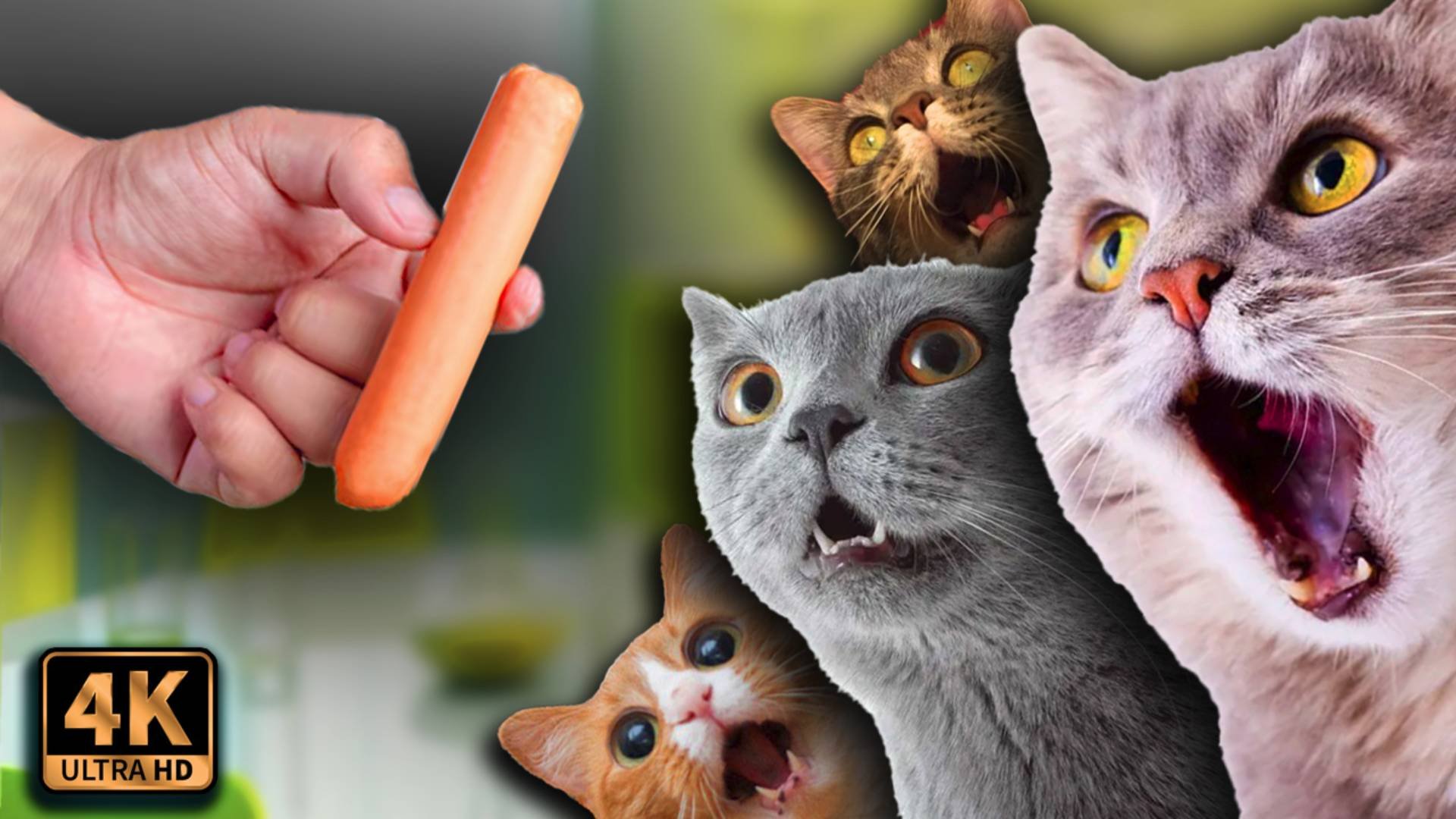 🤣 Смешные животные 2025 🤣 Подборка смешных Кошек и Собак 🐶😻 Часть 10