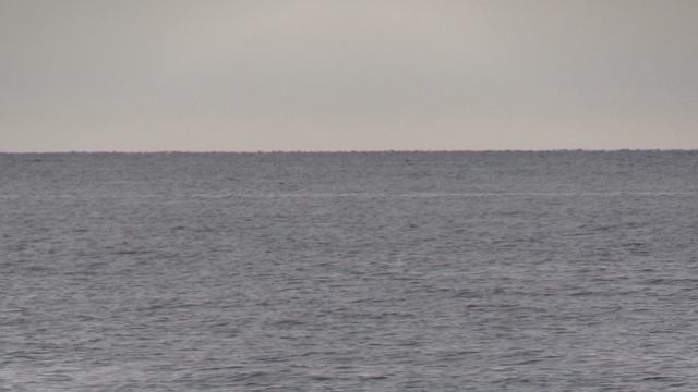 Стая дельфинов в море.