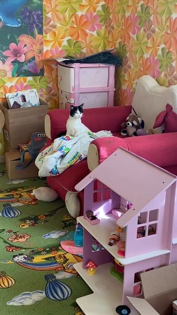 Котэ в шоке
