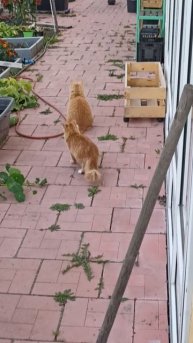 Дынька оказалась кошечкой 😂 #котики