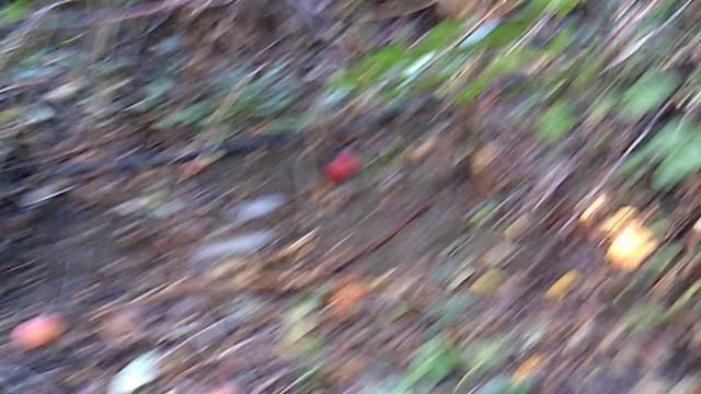 Вырезал поросль в промежутке между деревьями. Перехожу к следующему.