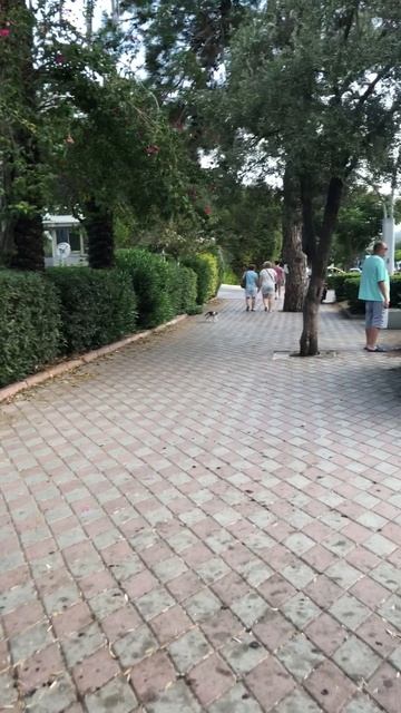 Турция.shorts