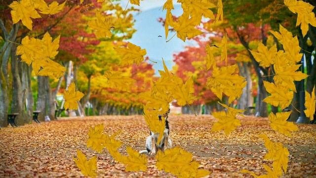 ФУТАЖ - ЗОЛОТАЯ  ОСЕНЬ