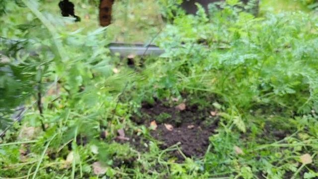 05-10-2025.Дача.Сажаю чеснок и новые хвойные.Урожай морковки😉