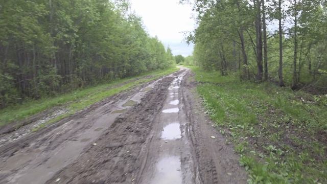 Хорошая дорога в лес, летом 2025. Покажу как бывает осенью если наберем 20 лайков)) Мопед Альфа.
