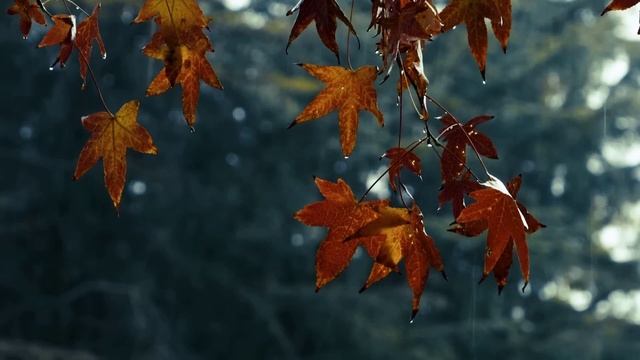 🍂🍁Уютная атмосфера осеннего дождя / Опадающие листья 🍂🍁 / Звуки для релаксации / Медитации | Сна