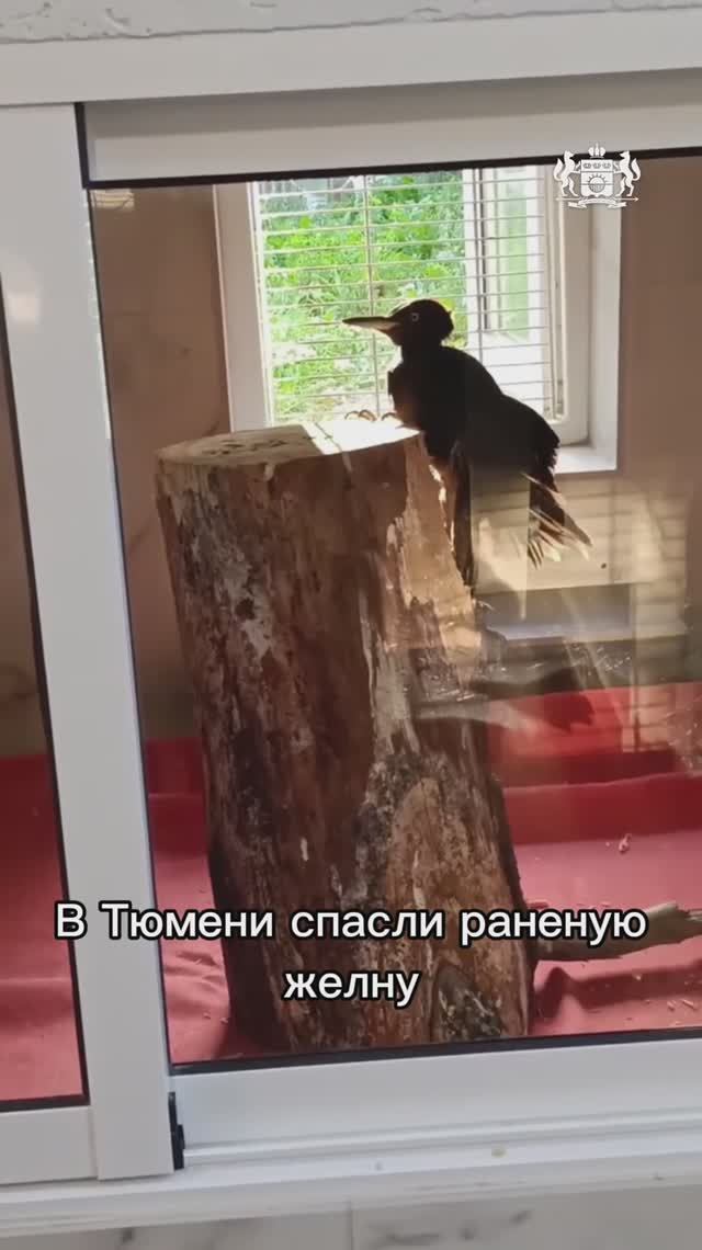 В Тюмени спасли дятла с серьезными травмами