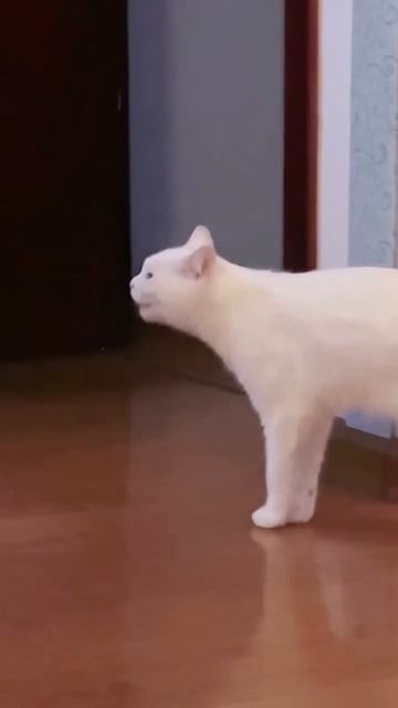 Искусство перевоплощения 🐱👏