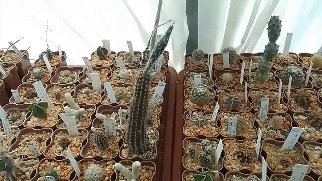Кактусно -суккулентные новости.