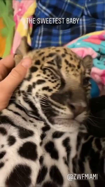 лучший котенок леопарда