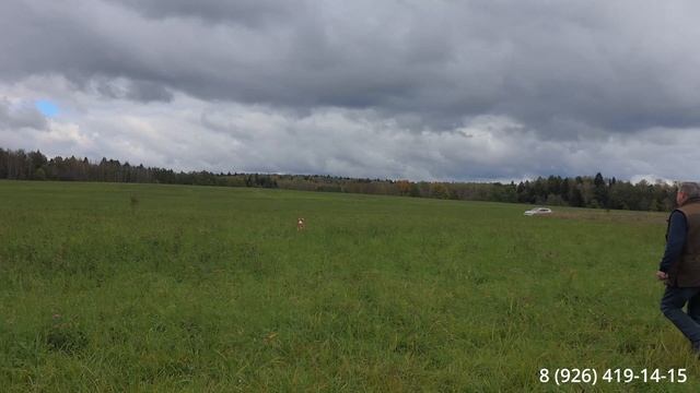 Дрессировка бретон Альф