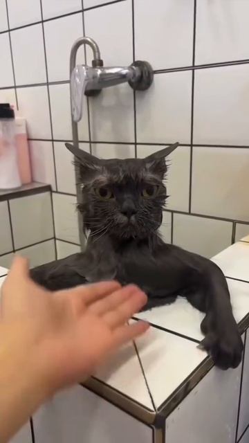 Царский взгляд😺👏