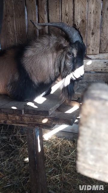 И ничего они не страшные, очень даже милые ☺️