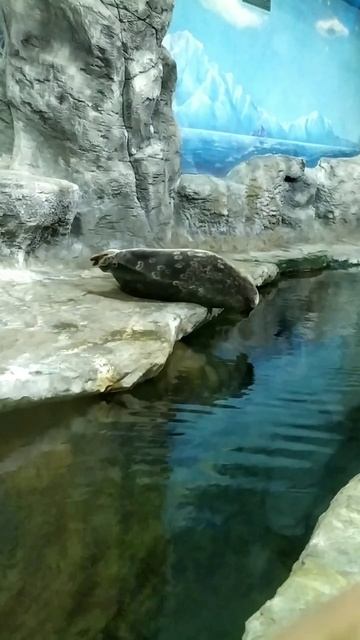 сняла в океанариуме милого тюленя
