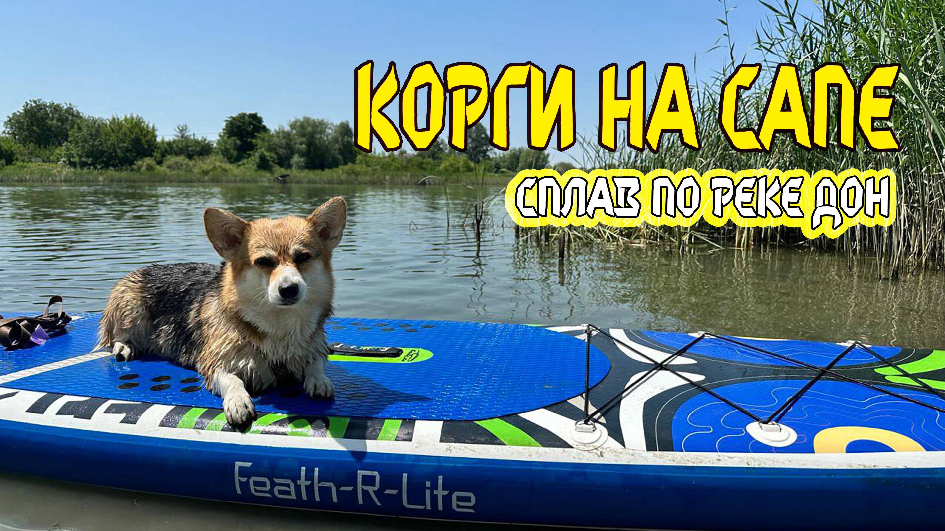 Корги на сапе. Сплав по реке Дон