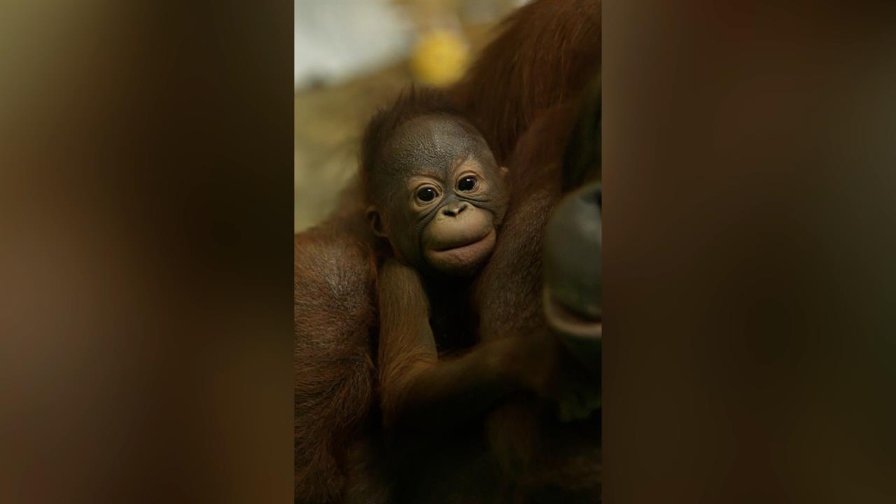 Новосибирский зоопарк показал кадры с новорожденным краснокнижным орангутаном