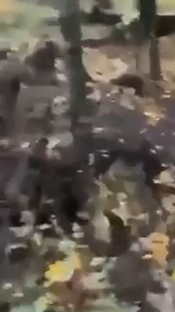 Наши штурмовики взяли в плен очередную группу боевиков киевского режима.