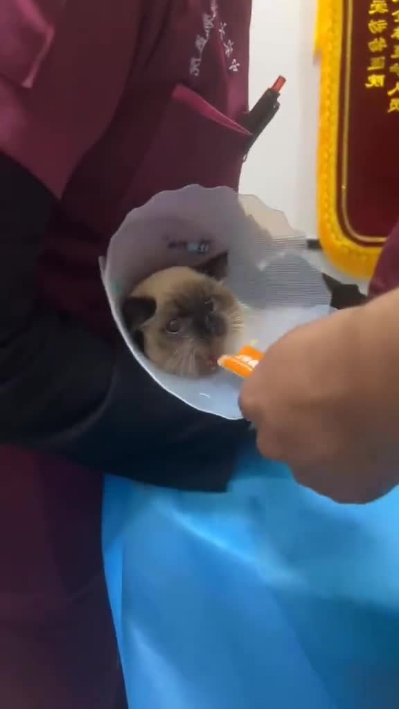 котикирадуют позитив sleepycat красивыйсмех мемы2025 crazycat cutecat смешныефото