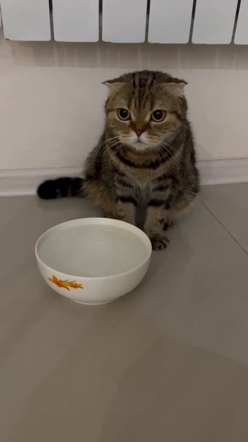 Милая шотландская вислоухая кошечка 🐈