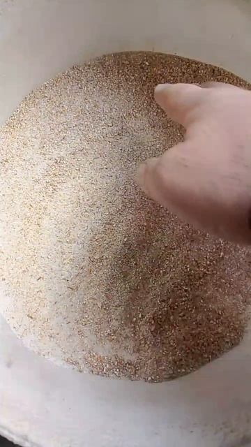 Чем и как кормим мы своих гусей.
