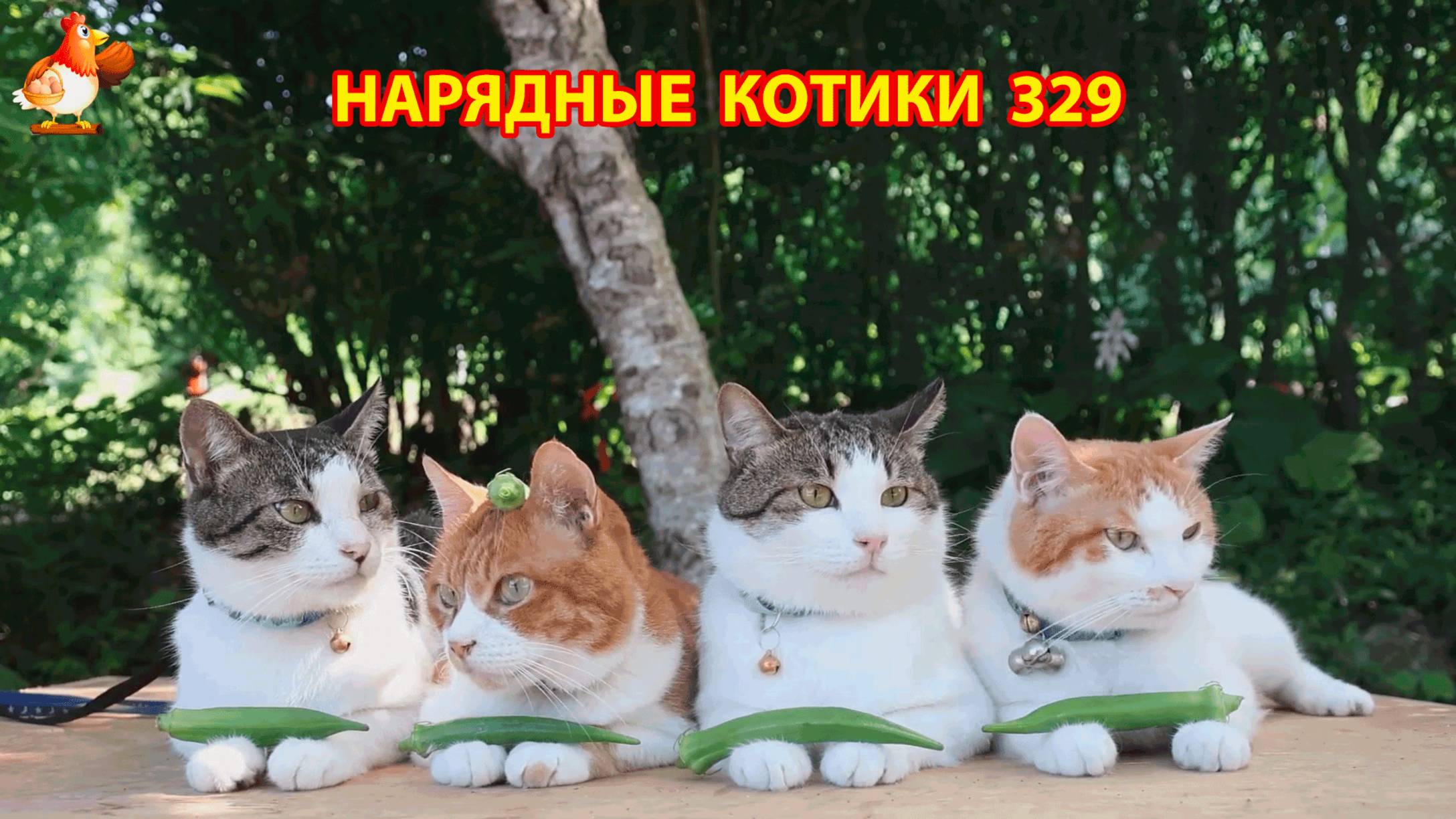 Нарядные Котики расслабляются на солнышке   329
