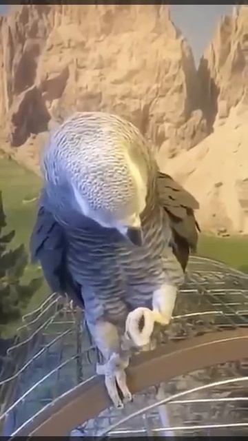 Душевный певец