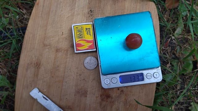 Гф Мелодия селекции Силкова В. М. с очень вкусной ягодой.