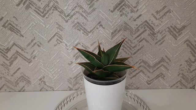 Сансевиерия Пингвикула вар.  Sansevieria Pinguicula Var. #sansevieria #сансевиерия #plants