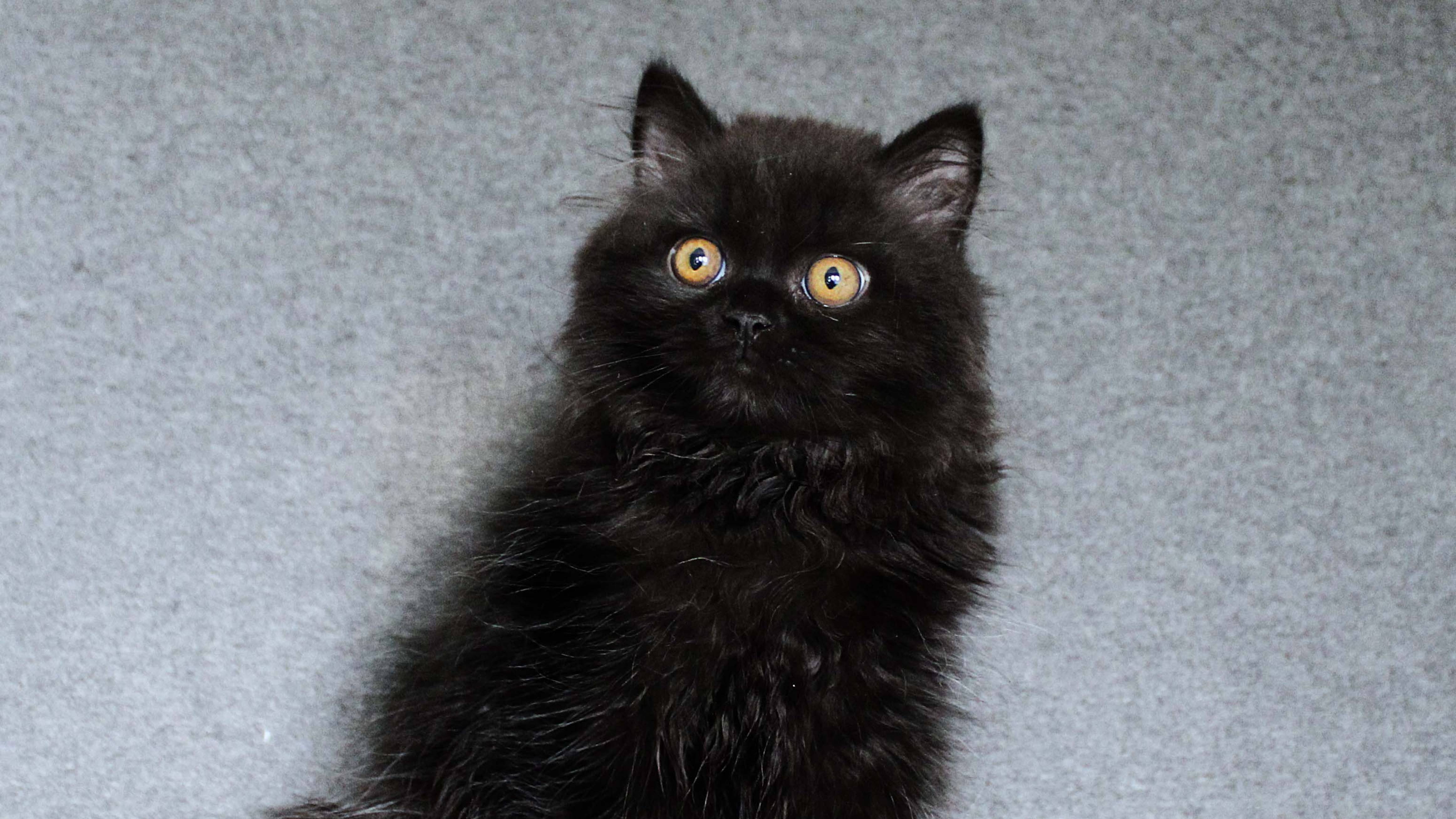 British Longhair male. Color black. Born 24.06.2025. Британский ДШ котёнок мальчик. Окрас чёрный.