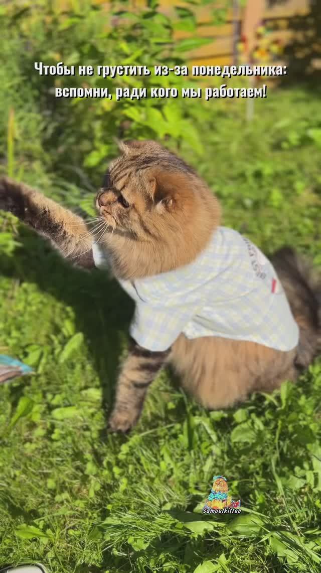 Хорошей недели, друзья!😻 #котики #милыекотики #животные