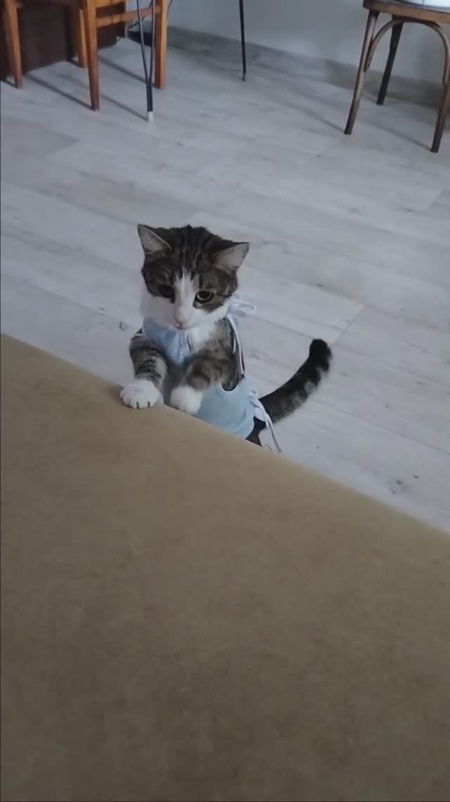 Котейки не любят попоны