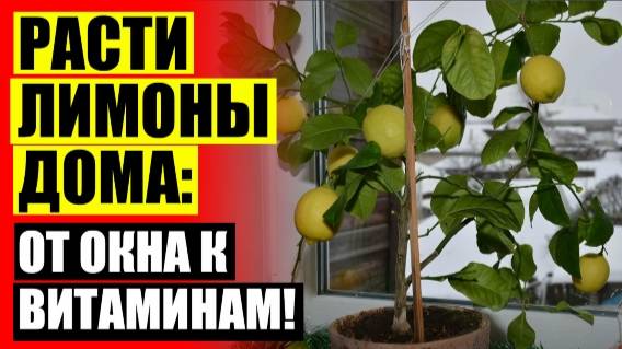 СКОЛЬКО РАСТЕТ ЛИМОН В ДОМАШНИХ УСЛОВИЯХ