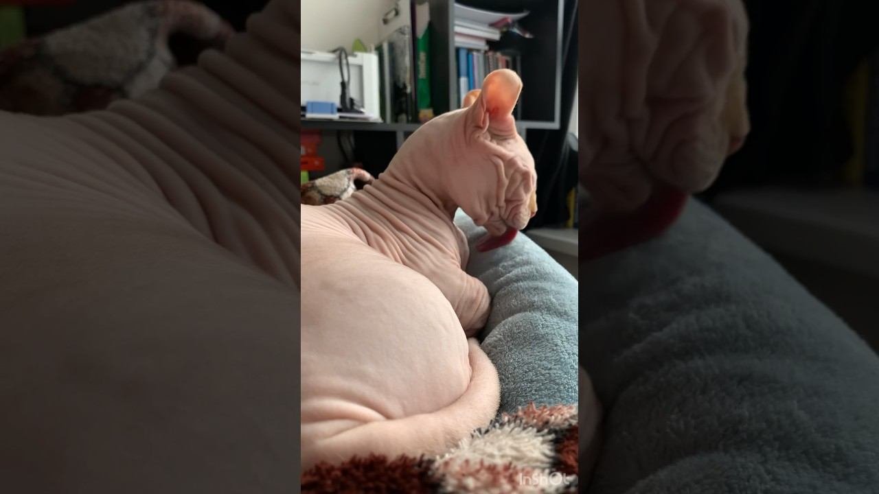 Котаны  коты сфинкс сфинксы кот котики животные милота котята