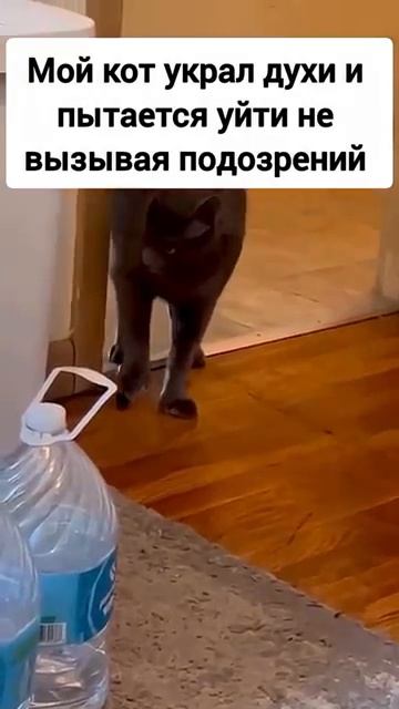 Кот украл духи