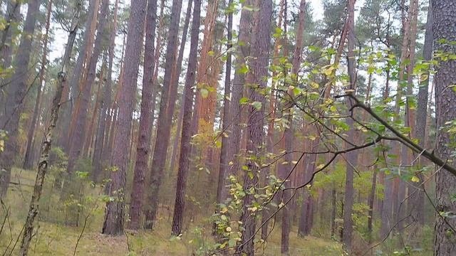 осенний лес