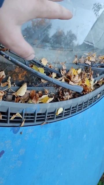 убираем листву с автомобиля, чтобы не попали в печку радиатора автомобиля