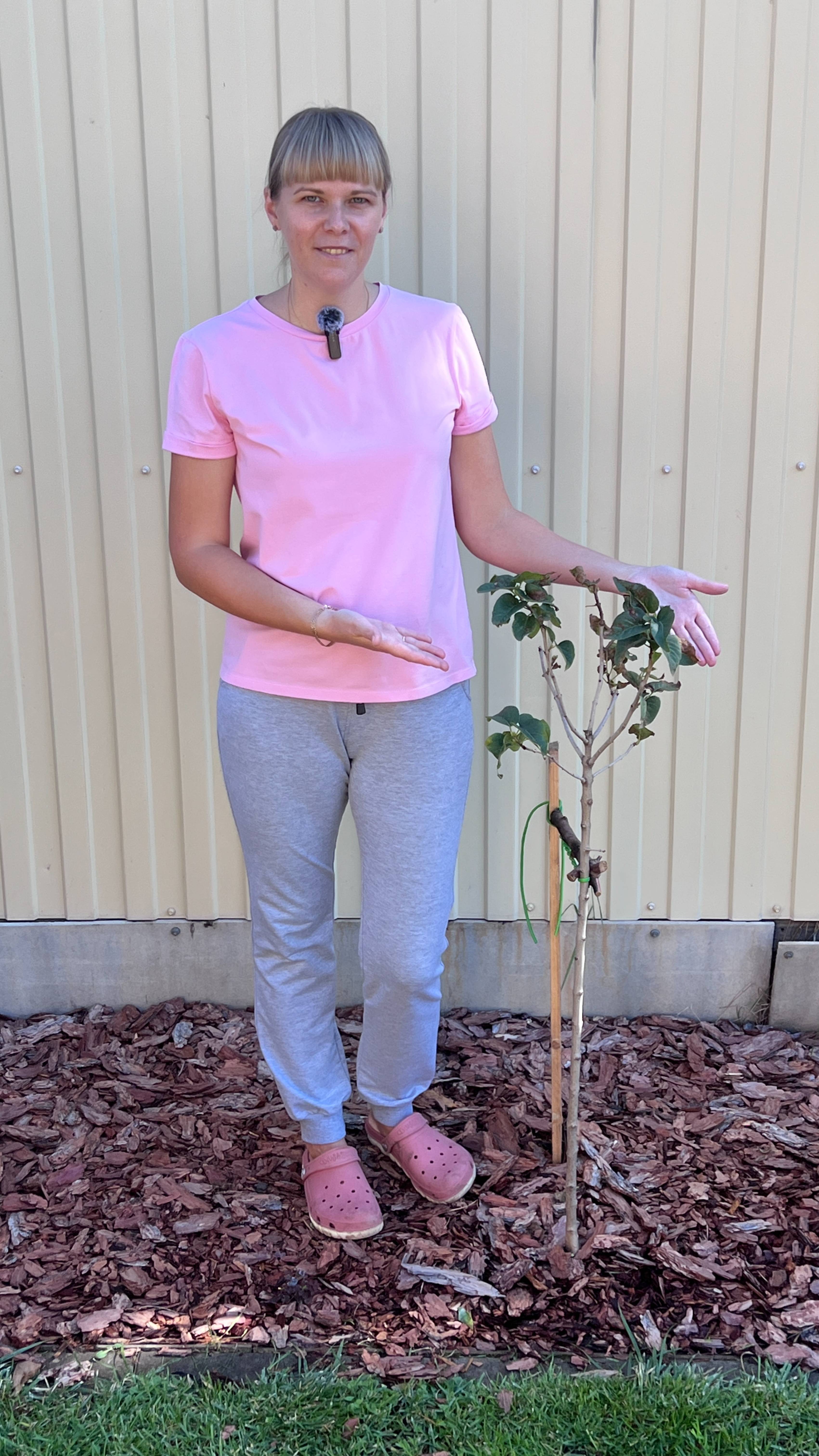 Сирень. Основные правила посадки