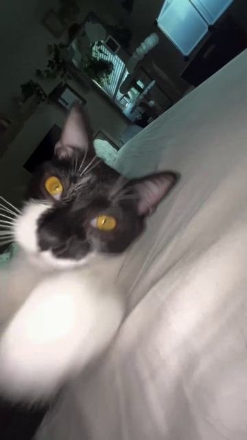 Наш TG Https://t.me/liveofcats