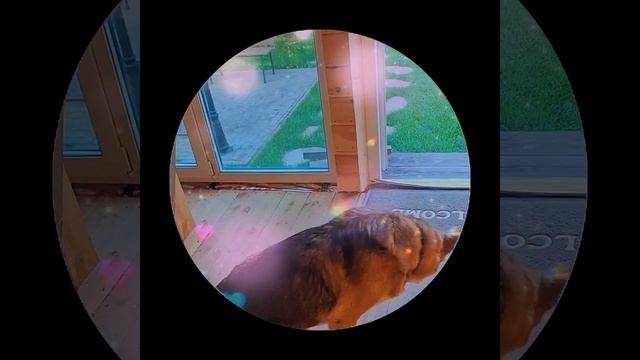 1000035905.mp4 Собака наблюдает за устройством заземления газового оборудования в доме А-фрейм