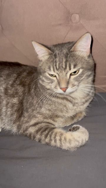 Милый котик 🐱