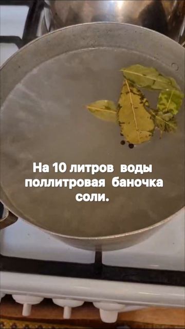 КВАШЕНЫЕ ПОМИДОРЫ 