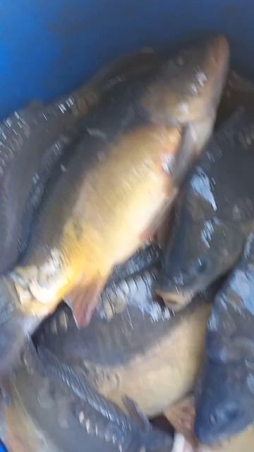 Рыбный рай 🫶🙏 вкусняшка