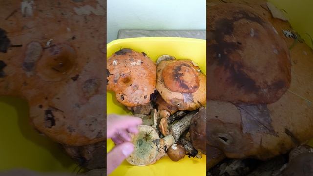 Чернобыльские грибы закрываем лесную сказку