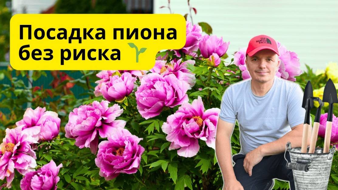 Как посадить древовидный пион 🌱 Секреты укоренения и почвы