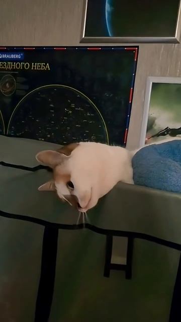 собака француз